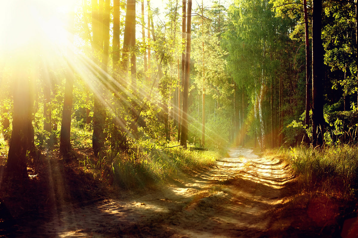 Beautiful Scene Misty Old Forest with Sun Rays Wall Mural