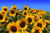 Beautiful Sunflower Field Wall Mural - Peel and Stick Wall Murals Peel and stick Wall Mural Color Original Custom Size