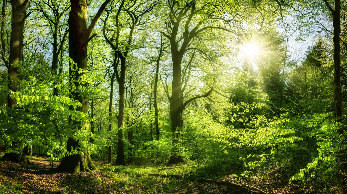 Beautiful Forest in Pleasing Sunlight with the Sun Shining Wall Mural