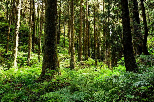 Lush forest with tall trees and green plants