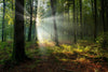 Beautiful Sunny Morning in the Green Forest Wall Mural