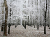 Beautiful Winter Trees Dusting of Snow Wall Mural Wallpaper Mural Deposit Photo Color Original Custom Size