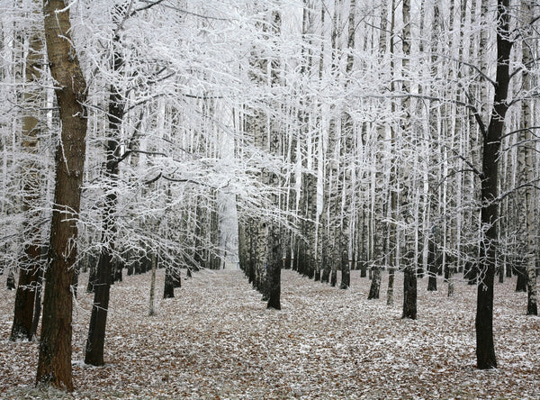 The "Winter Trees Dusting with Snow Wall Mural" depicts a serene winter forest with thin, leafless trees covered in white frost. A narrow path through lightly dusted snow creates a symmetrical and ethereal landscape conveying stillness and quiet beauty.