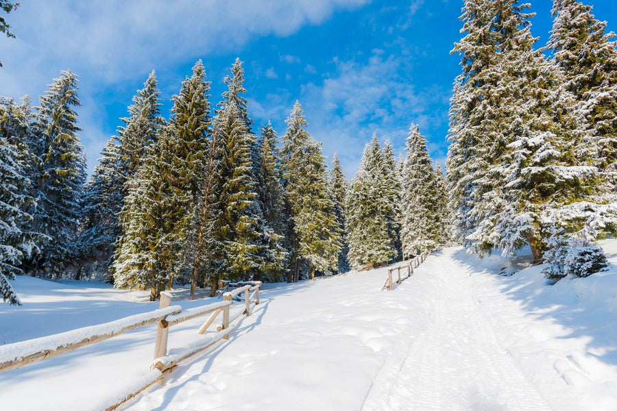 A snowy landscape with tall fir trees under a bright blue sky resembles the Panorama of Tall Fir Trees Wall Mural. A wooden fence lines the snow-covered forest path, and sunlight casts soft shadows on the untouched snow, creating a peaceful winter atmosphere.