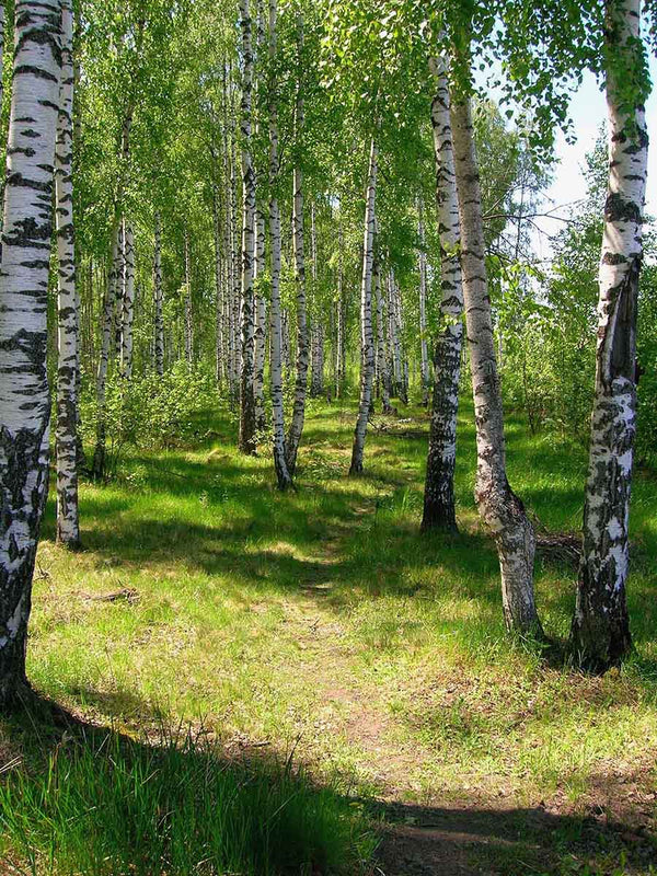 Birch Tree Forest Path Wall Mural