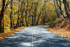 Birch Tree Highway Through the Fall Forest Wall Mural