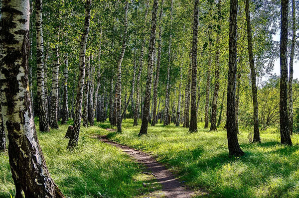 Birch Tree Forest In The Sun Wall Mural Wallpaper Mural Deposit photo