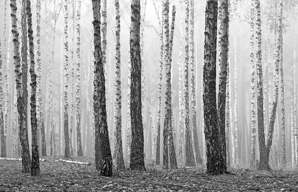 Birch Trees Black and White Wall Mural