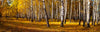 Birch Trees Panoramic Fall Colors Wall Mural