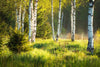 The Birch Trees Summer Morning Wall Mural depicts a tranquil forest with tall white birch trees casting shadows in the dappled sunlight, lush green grass, and scattered evergreens, capturing the warm atmosphere of sunlight filtering through leaves. Perfect for a serene decor touch.
