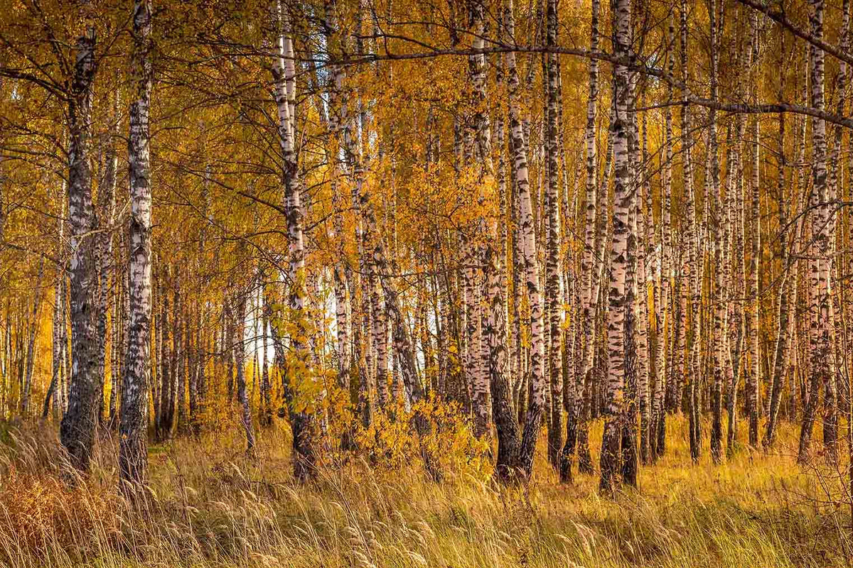Birch Trees In A Sunny Golden Autumn Day Wall Mural