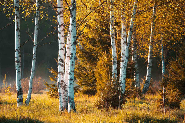 Birch Trees In Autumn Forest Wall Mural