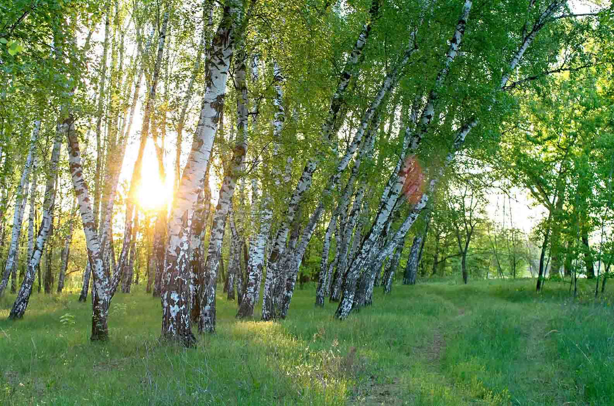 Birch Trees in The Morning Wall Mural