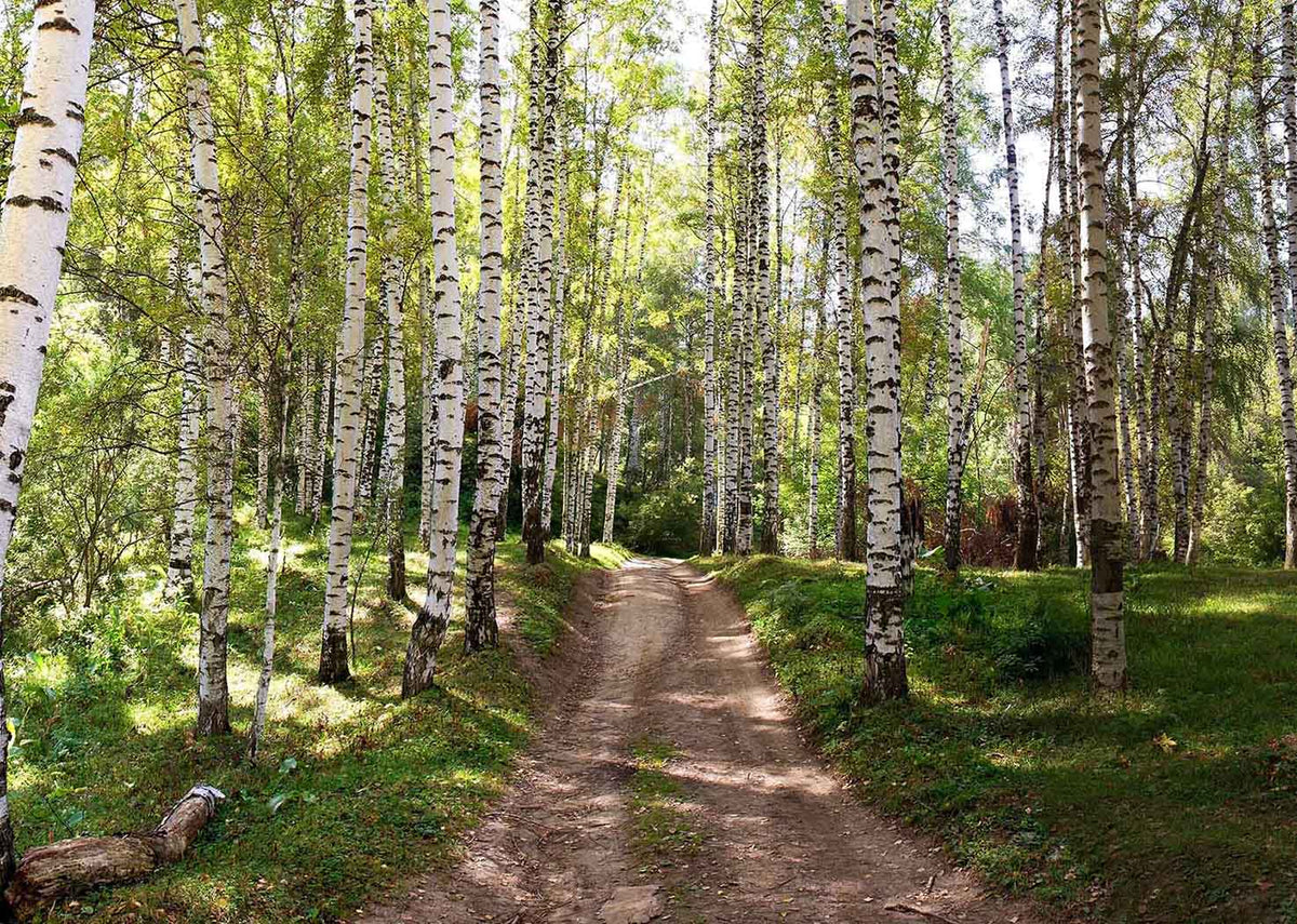 Birch Trees On Dirt Road Wall Mural