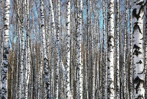 Birch Trees On Blue Sky Wall Mural
