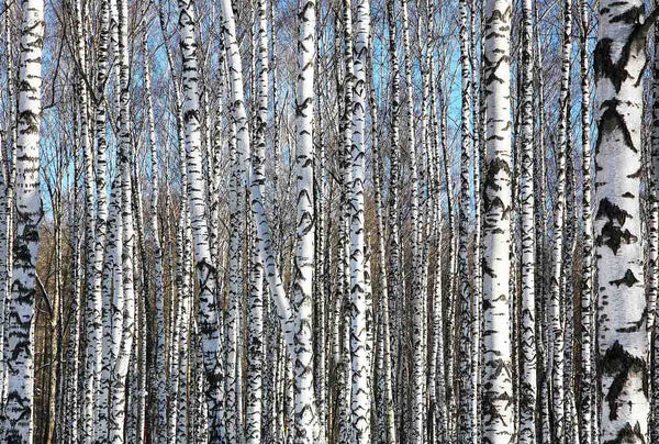 Birch Trees On Blue Sky Wall Mural