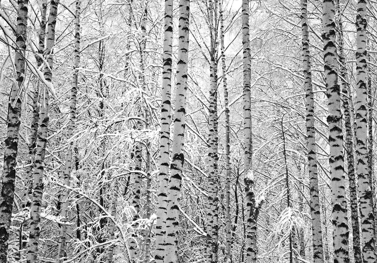 Birch Trees with Snow on the Branches in Black and White Wall Mural