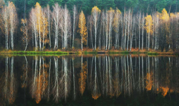 Birch trees in Colorful Autumn Reflection Wall Mural