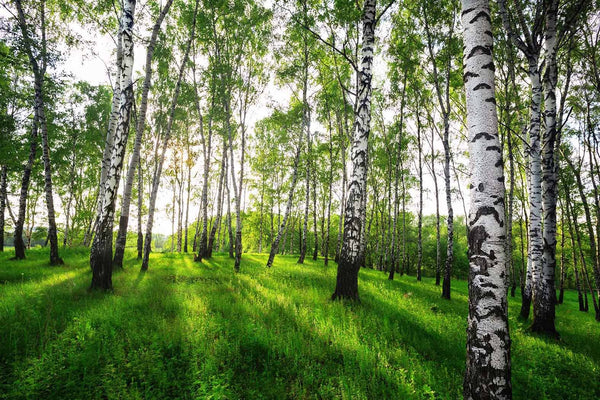 Birch Trees In Summer In Sun Wall Mural