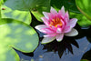 Blooming Lotus Wall Mural Peel and stick Wall Mural Color Original Custom Size