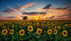 Blooming Sunflower Field Wall Mural Wallpaper Mural Color Original Custom Size