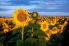 The Blooming Under Sky Wall Mural showcases bright yellow sunflowers and lush green leaves beneath a blue sky, printed as an easy peel and stick mural to add vibrant color to any room.