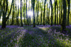 Bluebells blooming in a serene forest setting – Peel and Stick Wall Murals