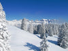 The "Blue Sky Winter in the Alps Wall Mural" illustrates a snowy forest of evergreen trees under a clear blue sky, with a mountain range in the background. Tree shadows stretch across the snow-covered ground, adding contrast and depth to the bright scene.