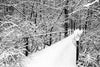 Bridge in Forest on Winter Day Black and White Wall Mural Wallpaper Mural Black & White Original Custom Size