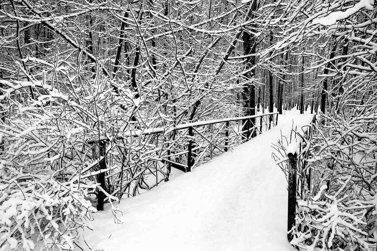 Bridge in Forest on Winter Day Black and White Wall Mural