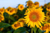 The Sunflower 2 Wall Mural features a vibrant yellow sunflower in sharp focus with blurred blooms and green leaves in warm sunlight—ideal inspiration for peel and stick or custom printed wall murals.