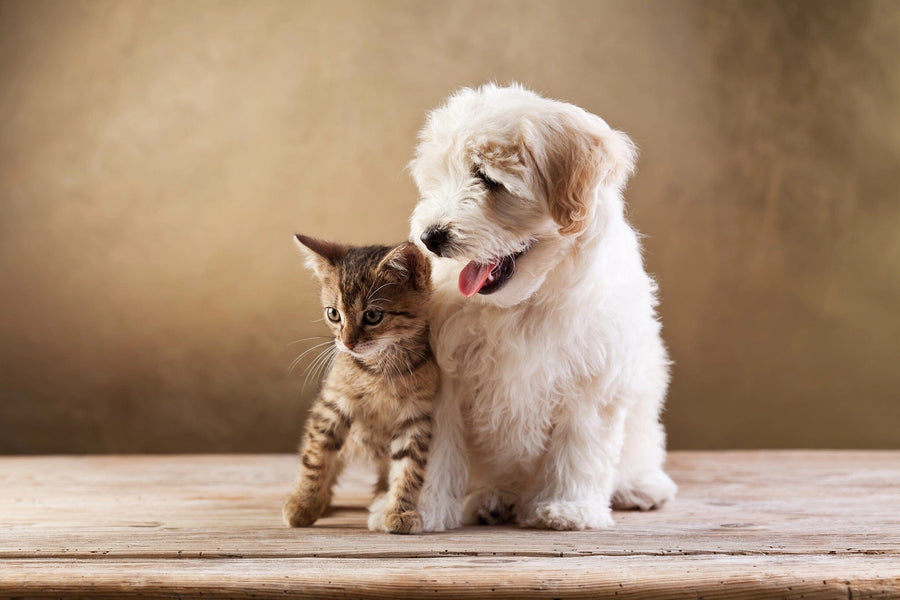 A modern nursery with a white crib, dresser, and shelf showcases the Cat and Dog Wall Mural featuring a fluffy puppy and tabby kitten. The room is completed with a rug, potted plant, lamp, and framed art on the shelf.