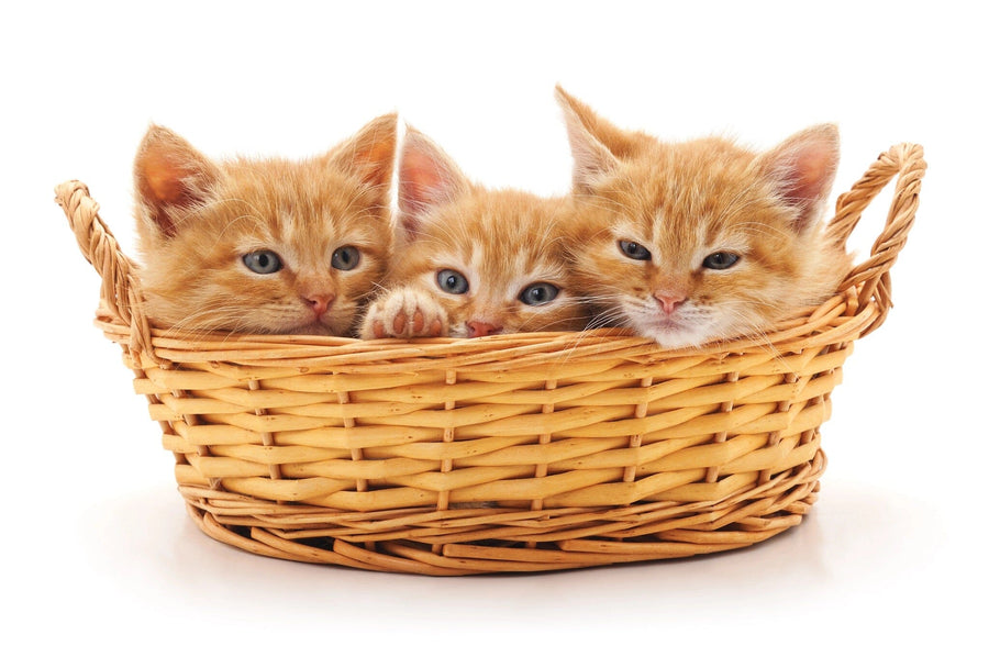 A bright nursery features a crib, toys, mirror, and the Cats in a Basket Wall Mural displaying three orange kittens in a wicker basket. Light streams through the window and a soft rug adds warmth to the wooden floor.