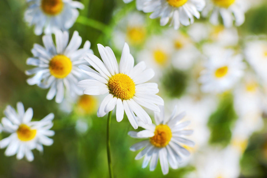 A modern open-plan living and dining area with wood flooring and stylish furniture is brightened by the "Chamomile in Green Grass Wall Mural," featuring vibrant white daisies with yellow centers on a fresh green background.
