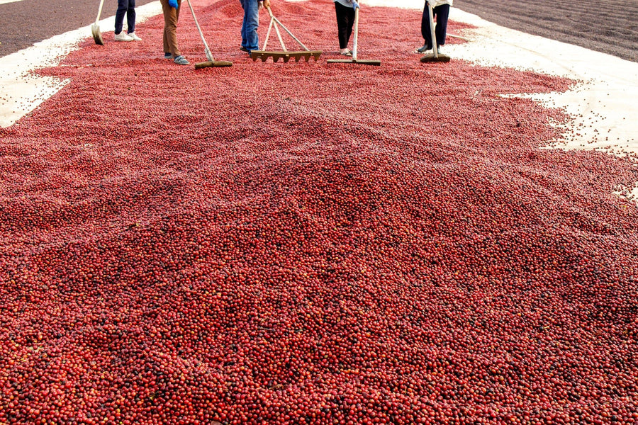 A modern café with wooden tables, metal chairs, and large windows features the Cherries in Process Wall Mural on the back wall, depicting people raking red coffee cherries to dry and adding vibrant color to the minimalist interior.