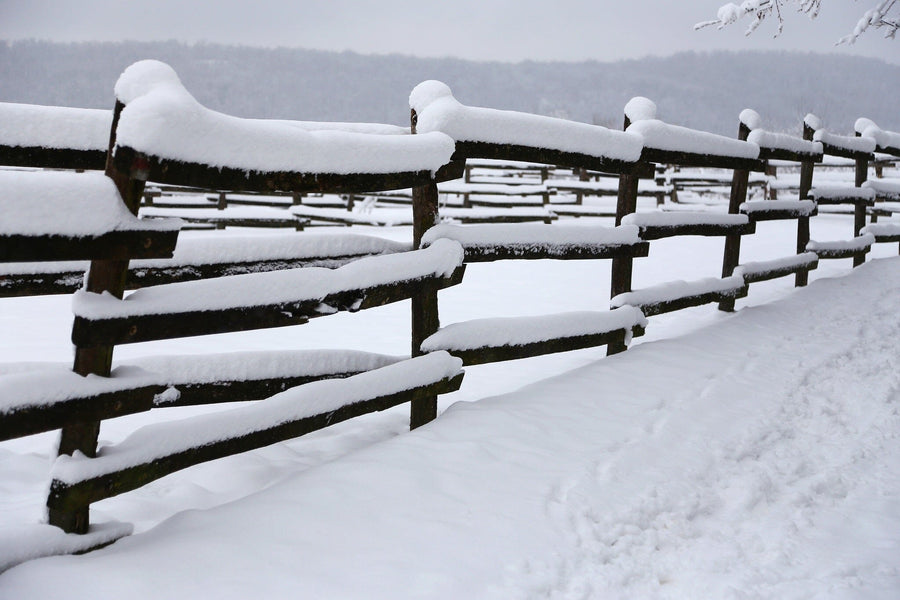 Snow-covered wooden corral poles run parallel to a path blanketed in white, with footprints leading through a serene winter scene of distant trees and gray sky. This peaceful vista echoes the charm of the "Closeup of Snowy Corral Poles as a Winter Background" wall mural.