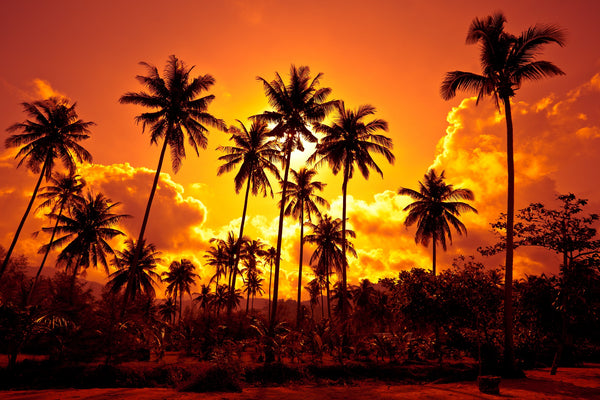 A serene sunset with tall coconut palms in the foreground, creating a picturesque tropical scene – Peel and Stick Wall Murals