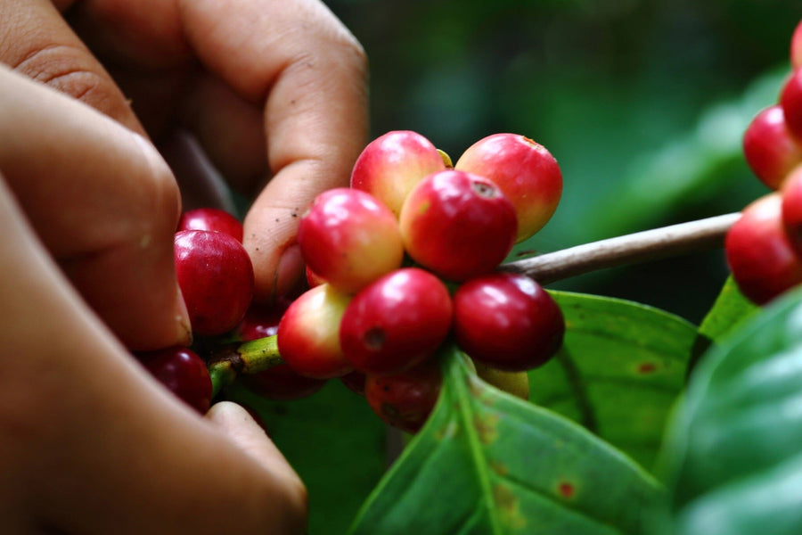 A modern cafe features wooden tables, stools, and potted plants. The Coffee Cherries Wall Mural depicts hands harvesting red coffee cherries, while black pendant lights create a cozy yet bright atmosphere.