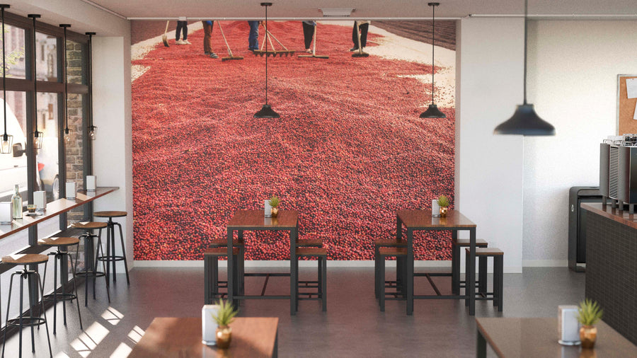 A modern café with wooden tables, metal chairs, and large windows features the Cherries in Process Wall Mural on the back wall, depicting people raking red coffee cherries to dry and adding vibrant color to the minimalist interior.