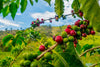 Ripe red and unripe green cherries adorn a branch with vibrant leaves, set against a blurred green landscape under a blue sky. Transform your space effortlessly with the serene Coffee 18 Wall Mural, available as custom printed or peel and stick options.