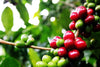 The Coffee Cherries on a Tree Wall Mural showcases close-up shots of vibrant red and green coffee cherries amid lush foliage, with sunlight filtering through to highlight the rich colors—perfect for custom printed murals.