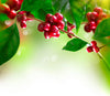 A close-up of ripe red coffee cherries on a branch with lush green leaves contrasts against a soft, blurred background, reminiscent of the Coffee Cherry Branch Wall Mural, which brings vibrant nature indoors with its glossy texture and bright lighting.