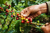 A close-up of hands picking ripe coffee cherries from a branch lush with glossy leaves is captured in stunning detail, similar to a custom printed "Coffee Cherry Picking Wall Mural"