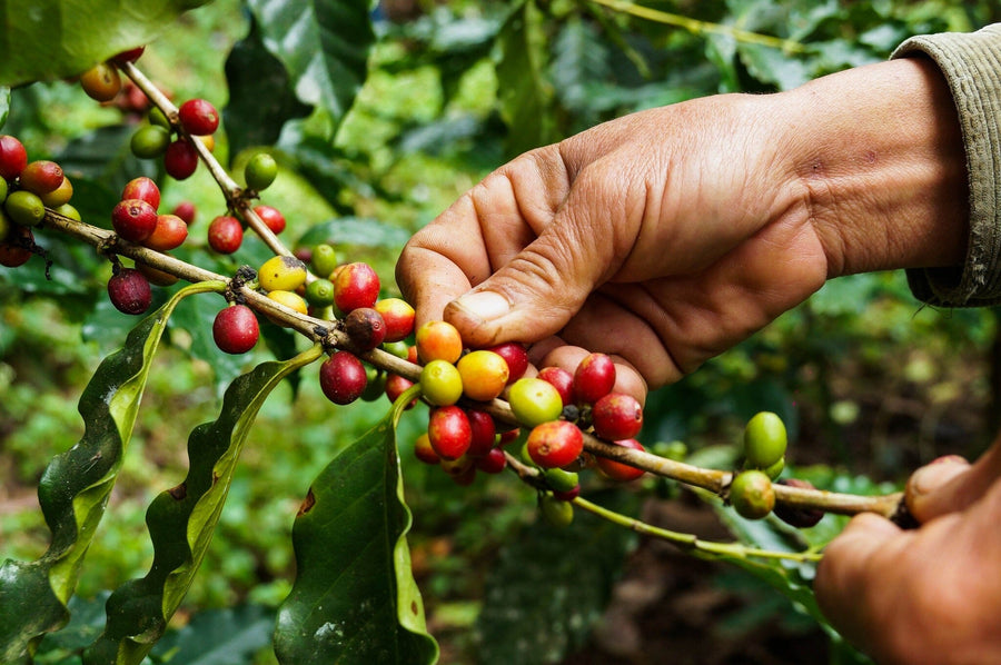 A modern café with high tables and stools features the Coffee Cherry Picking Wall Mural, showing hands picking ripe and unripe cherries. Large windows line the left side, and each table holds a small potted plant.