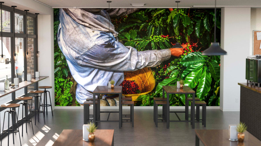 A café interior with modern wooden tables and chairs features the Coffee Farmer Wall Mural, depicting a person in a blue shirt harvesting red coffee cherries into a yellow basket amid lush greenery, sunlight streaming through tall windows for added warmth.