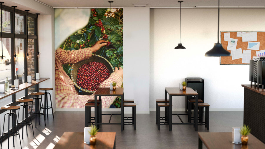 A modern café with wooden tables and stools features the Coffee Harvesting Process Wall Mural, showing hands collecting red coffee cherries. A corkboard holds notes on another wall, while small potted plants sit on each table.
