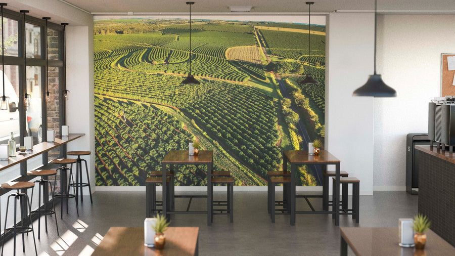 Modern café interior with wooden tables and stools features the Coffee Landscape Wall Mural, depicting sunlit green fields and vineyards. Potted plants and condiments rest on tables, as pendant lights shine through tall windows.