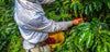 A person in a long-sleeved shirt and head covering harvests red coffee cherries from lush green plants, filling a yellow waist container—an inspiring image now captured in the Coffee 12 Wall Mural for your space.