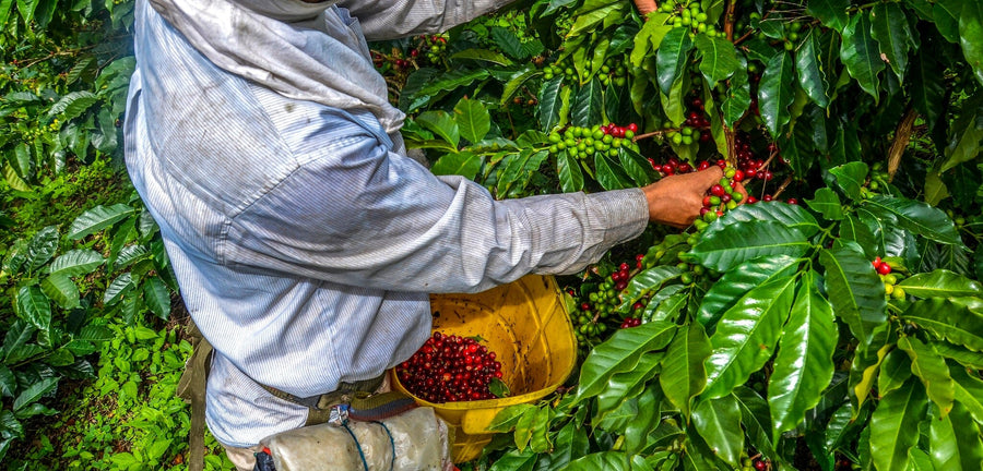 A café interior with modern wooden tables and chairs features the Coffee Farmer Wall Mural, depicting a person in a blue shirt harvesting red coffee cherries into a yellow basket amid lush greenery, sunlight streaming through tall windows for added warmth.