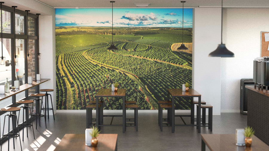 A modern café with wooden tables and stools showcases the Fields of Green Wall Mural, depicting lush vineyards under a blue sky. Sunlight pours in, and potted plants on the tables add to the warm, inviting atmosphere.